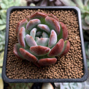 Echeveria 'Starmark' 2" Succulent Plant