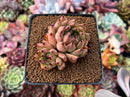 Echeveria Agavoides 'Sarabony' 2"-3" Cluster Succulent Plant