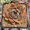 Echeveria 'Purposorum' Hybrid 3" Succulent Plant