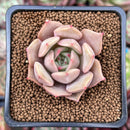 Echeveria 'Lilacina' x 'Rubin' Hybrid 1" New Hybrid Succulent Plant