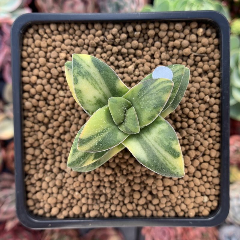 springtime succulent Crassula 'Springtime' Variegated 1"-2" Succulent Plant – True Succulents Plant Co