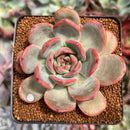 Echeveria 'Glam Pink' 2"-3" Succulent Plant