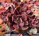 Echeveria 'Hanaikada' Non-Variegated 5" Cluster Succulent Plant