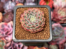 Echeveria 'Rismari' 1" Succulent Plant