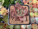 Echeveria Agavoides 'Romeo' 2" Succulent Plant