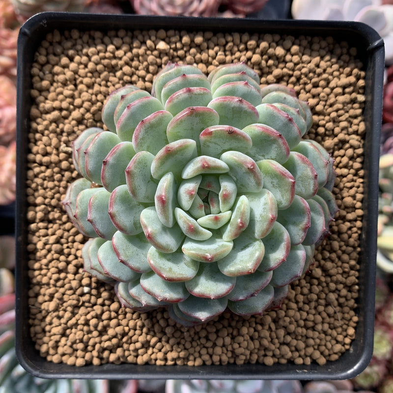 succulent plant farm Echeveria 'White Farm' 3" Succulent Plant – True Succulents Plant Co