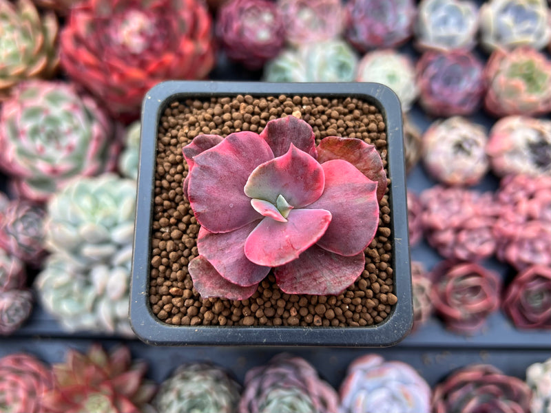small red succulent plant Echeveria 'Red Phoenix' Variegated 1" Small Succulent Plant