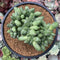 Pachyphytum 'Compactum' Crested 4"-5" Succulent Plant