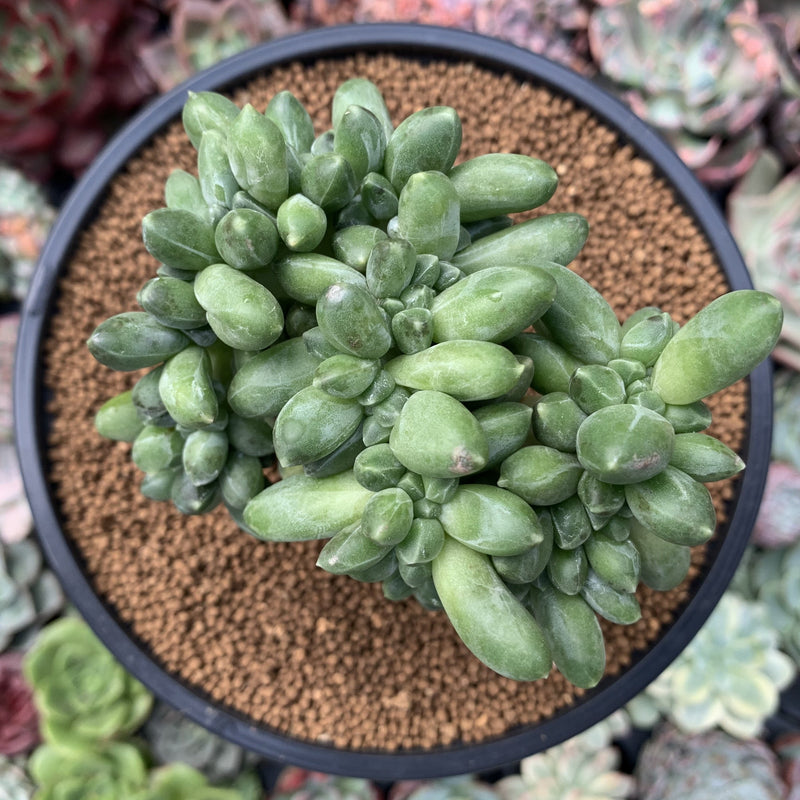 pachyphytum compactum succulent Pachyphytum 'Compactum' Crested 4"-5" Succulent Plant – True Succulents Plant Co
