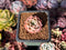 Echeveria 'Crown Drop' 1" Succulent Plant
