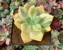 Echeveria 'Hakuhou' Variegated 3"-4" Succulent Plant