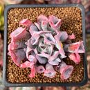Echeveria 'Trumpet Pinky' 2" Succulent Plant