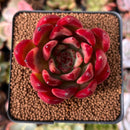 Echeveria Agavoides 'Hongsi' 3" Succulent Plant
