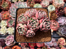 Echeveria 'Nanahukumini' 2"-3" Cluster Succulent Plant