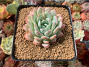 Echeveria 'Snowbell' 3" Powdery Succulent Plant