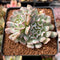 Echeveria 'Revolution' 2" Cluster Succulent Plant