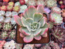 Echeveria 'Luella' Variegated 3"-4" Succulent Plant