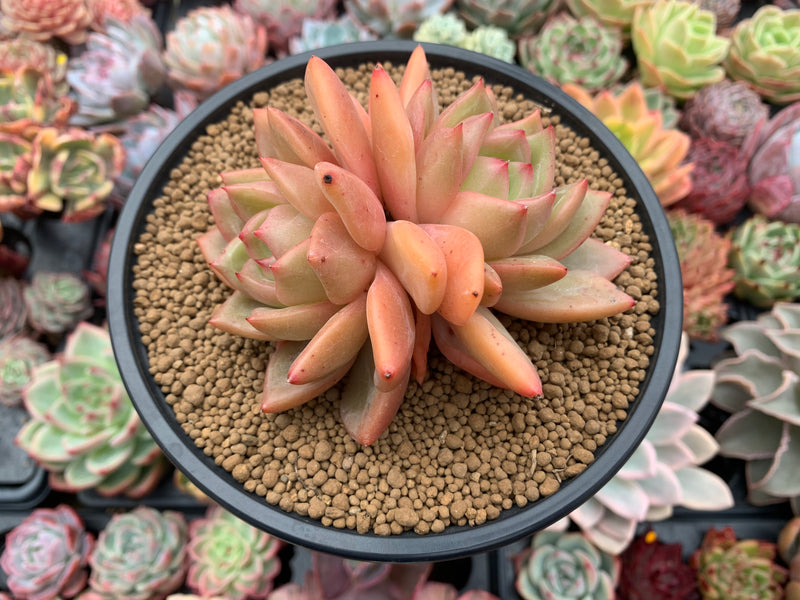 succulent with pink and orange flowers Echeveria Agavoides 'Orange Champaign' 4"-5" Succulent Plant – True Succulents Plant Co
