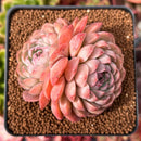 Echeveria 'Charlesrose' 2"-3" Succulent Plant