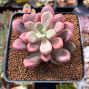 Echeveria 'Polari Heart' 2" Succulent Plant
