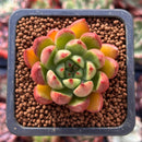 Echeveria Agavoides 'Miss Pinecone' 1" Succulent Plant