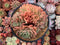 Echeveria Agavoides 'Rajoya' Crested 5"-6" Large Succulent Plant