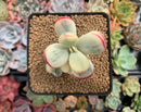Cotyledon 'Orbiculata' Variegated 3" Succulent Plant