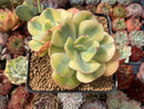 Echeveria 'Enfant' Variegated 3" Cluster Succulent Plant