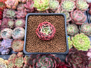 Echeveria 'Belladona' 1" Succulent Plant
