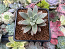 Echeveria 'Mickey' 2" New Hybrid Succulent Plant