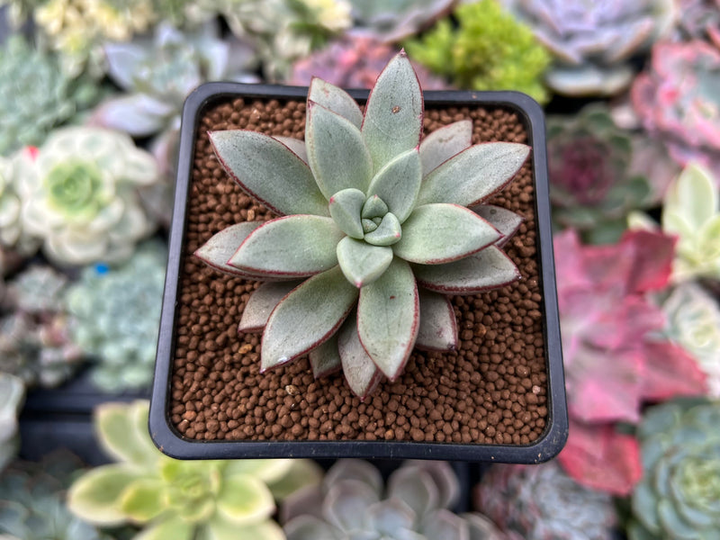 mickey succulent Echeveria 'Mickey' 2