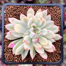 Echeveria 'Mebina' Variegated 2" Succulent Plant