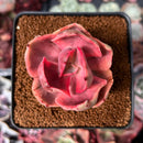 Echeveria 'Golden State' Variegated 2" Succulent Plant