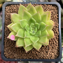 Echeveria Agavoides 'Francesca' Variegated 2" Succulent Plant