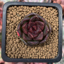 Echeveria Agavoides 'Black Queen' 1" Small Succulent Plant