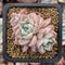 Echeveria 'Pink Spot' 1"-2" Succulent Plant