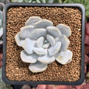 Echeveria 'Tiramisu' 1"-2" Powdery Succulent Plant