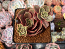 Echeveria 'Zestar' 2" Cluster Succulent Plant