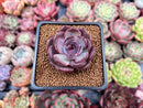 Echeveria 'Odette' 2" New Hybrid Succulent Plant