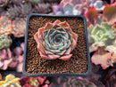 Echeveria 'Helena' Hybrid 1" Succulent Plant