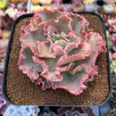 Echeveria 'Cleopatra' 4" Succulent Plant