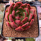 Echeveria Agavoides 'Red Wine' 2"-3" Succulent Plant