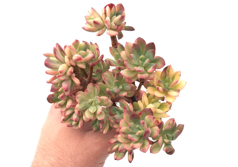 Echeveria ‘Minibelle’ Variegated Large Cluster 5” Rare Succulent Plant