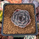 Echeveria 'Wiz Beauty' 1" New Hybrid Succulent Plant