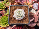Echeveria 'Greenday' 2" Powdery Succulent Plant