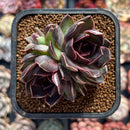 Echeveria 'Fushike' 2" Cluster Succulent Plant