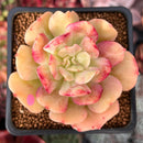 Echeveria 'Blade Runner' 2" Succulent Plant