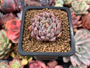 Echeveria 'Zaragoza' 1" Succulent Plant