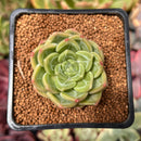 Echeveria 'Super Jelly' 2" Succulent Plant