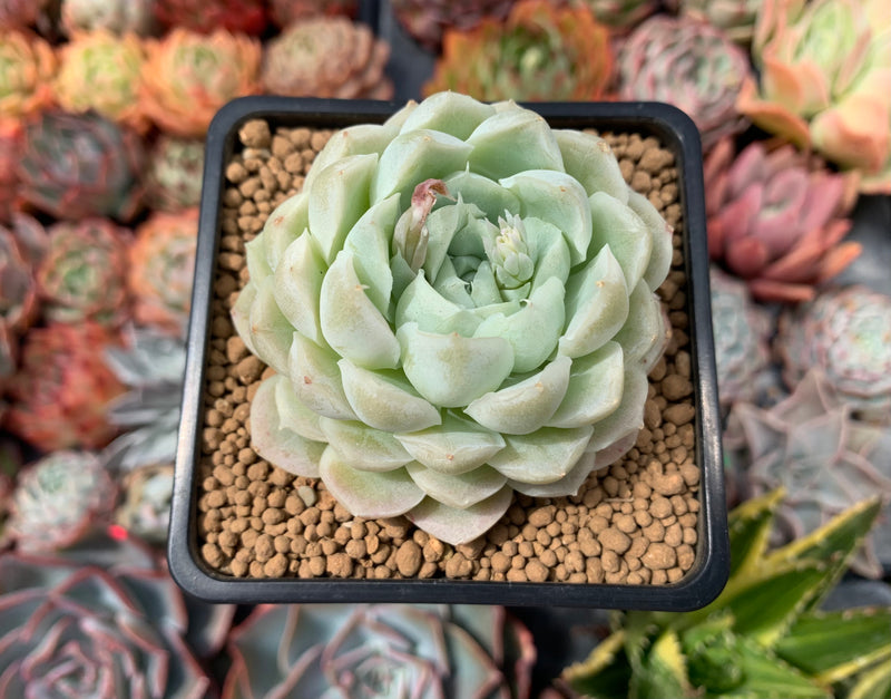 succulent plant in japanese Echeveria 'Japanese Arba' 3" Succulent Plant